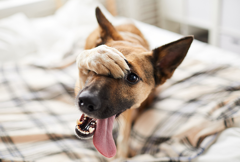 PET POLICY AND ETIQUETTE