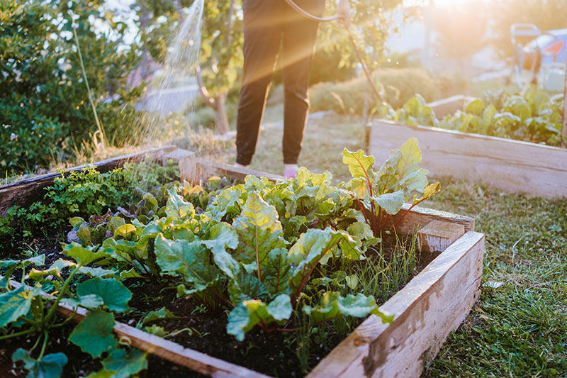 Jump Start Your Fall Edible Garden at Annual Fall Vegetable and Herb Plant Sale on Oct. 7