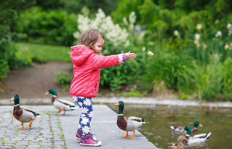 The Hidden Dangers of Feeding Ducks: Why Bread Isn't the Best Choice