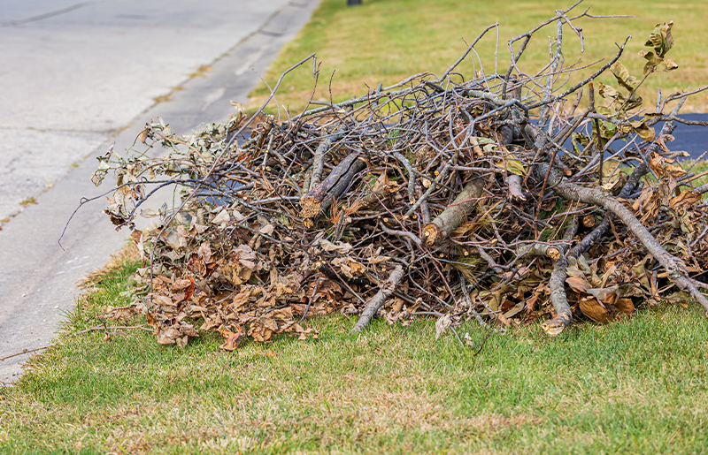 Tree Limb Removal by Best Trash in Falcon Ranch
