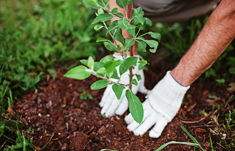 Expert October Gardening Tips from a Harris County Master Gardener