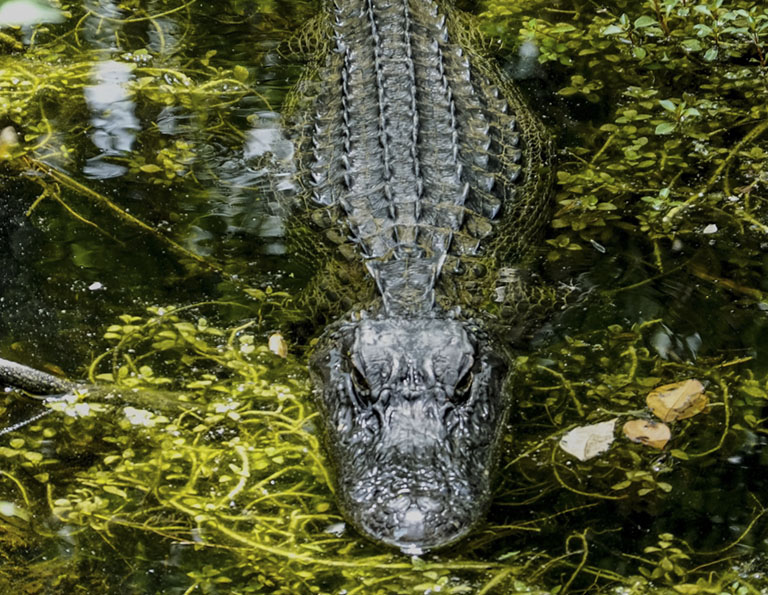 Fun Facts About Alligators