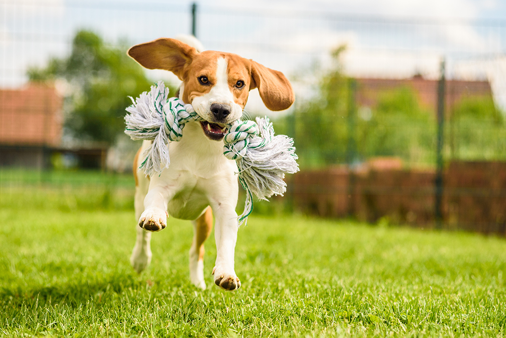 Community Dog Park