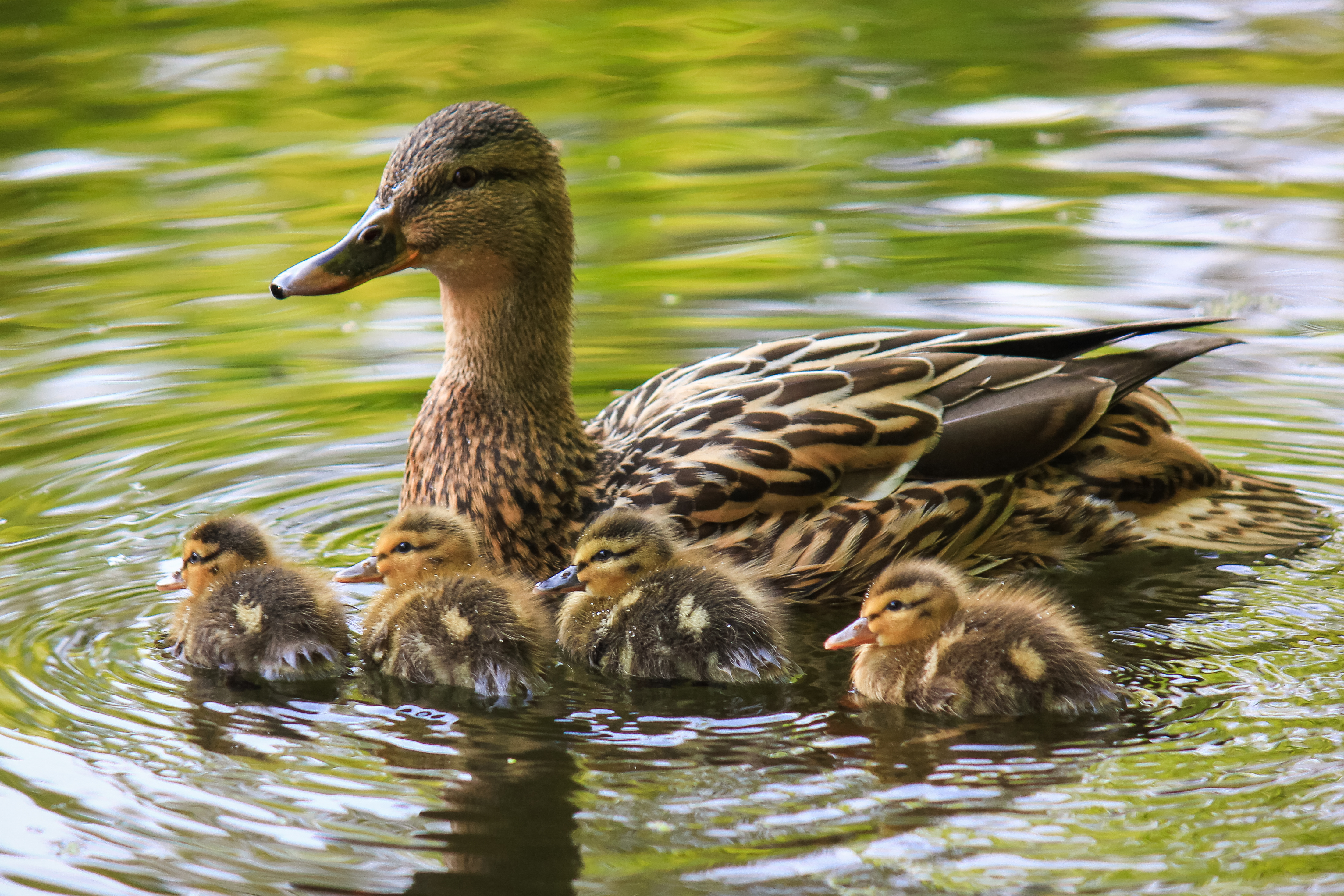 No Crackers for Our Quackers