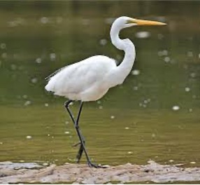 Egrets & Herons in Copperfield