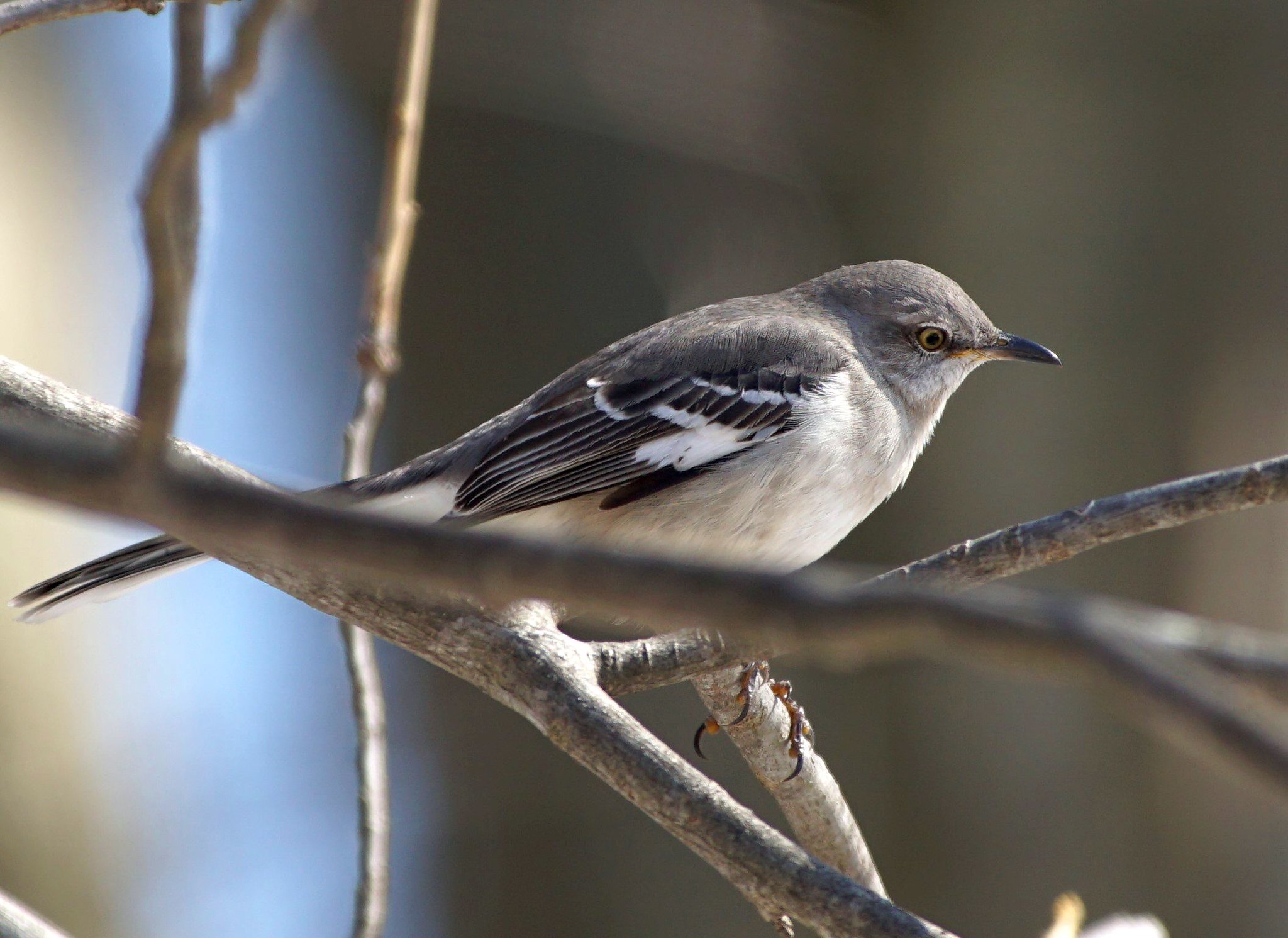 Mocking Birds: When Mocking is Good