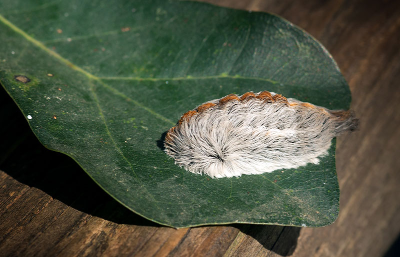 The Asp Caterpillar: Look But Don't Touch