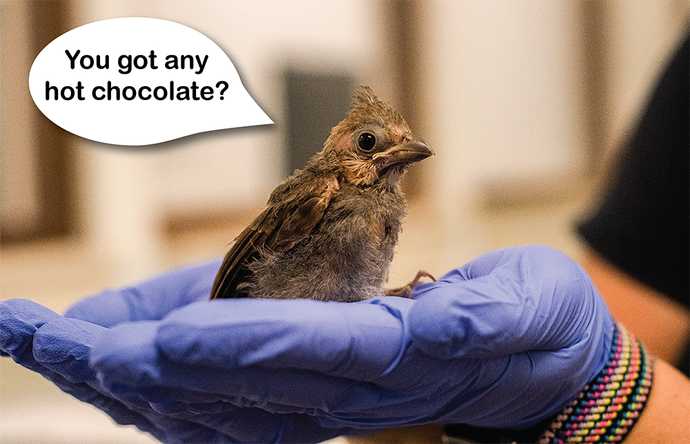 Houston SPCA Share Ways You Can Lend a Helping Hand to Wildlife During Extreme Cold