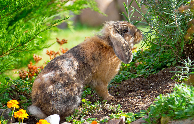 Dealing with Wildlife in Your Garden