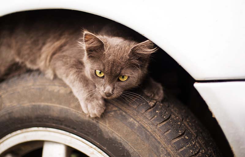 Lifesaving Tips for Outdoor AnimalsÂ