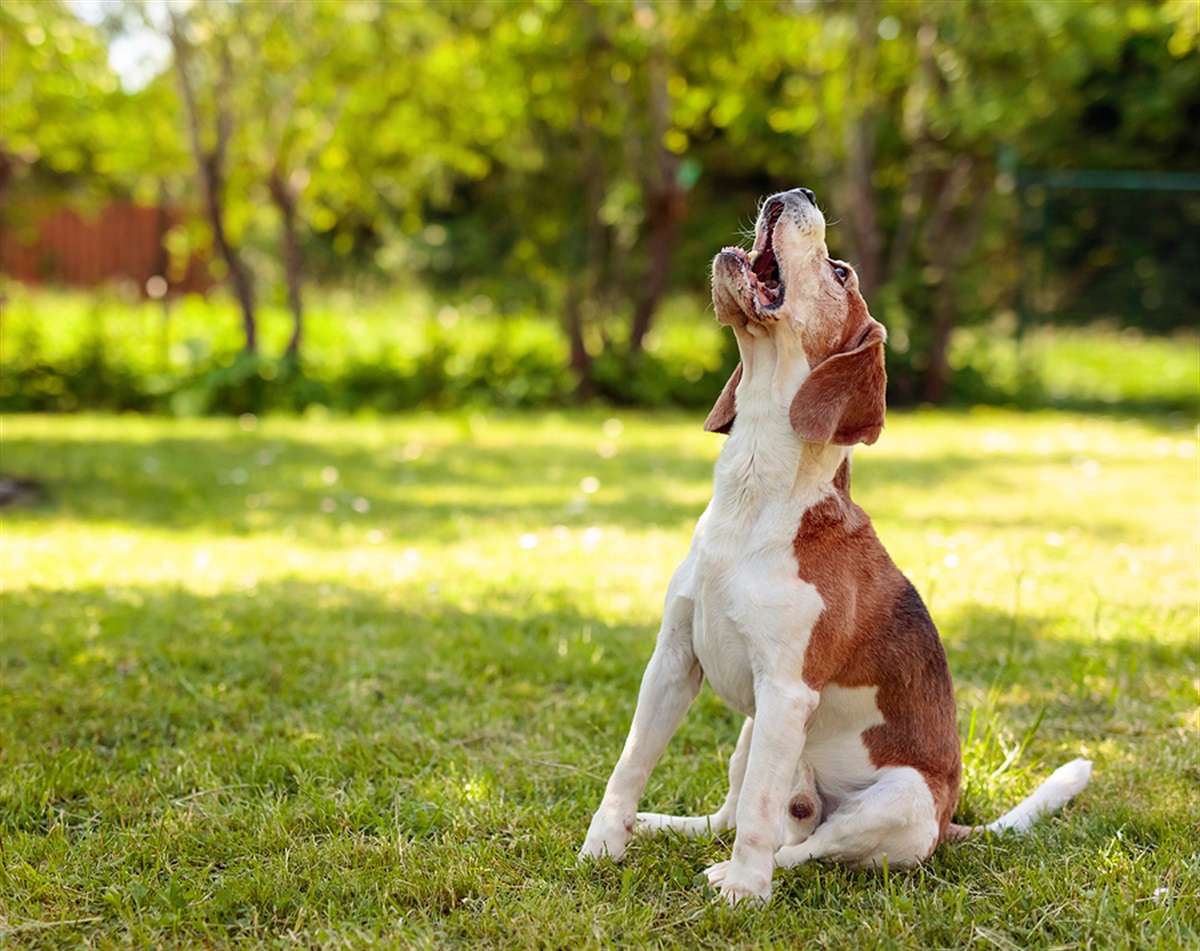 Barking Dogs in Harvest Bend