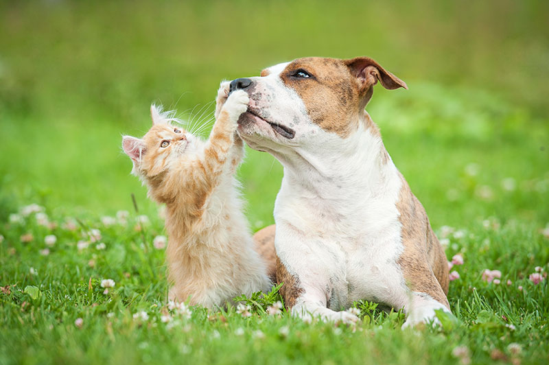 Fort Bend County Pets Partners with Cy-Fair Animal Hospital