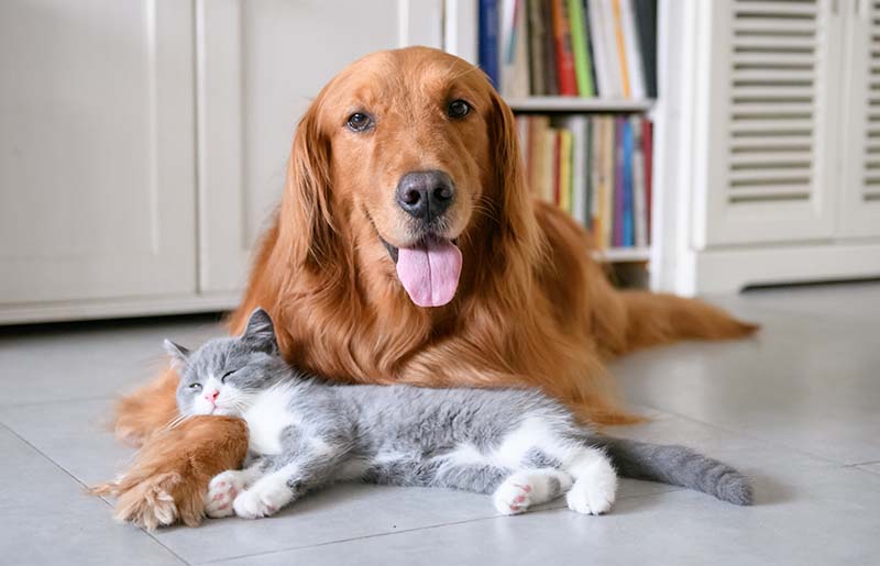 Quick Tips for Pet Ownership in Fort Bend County