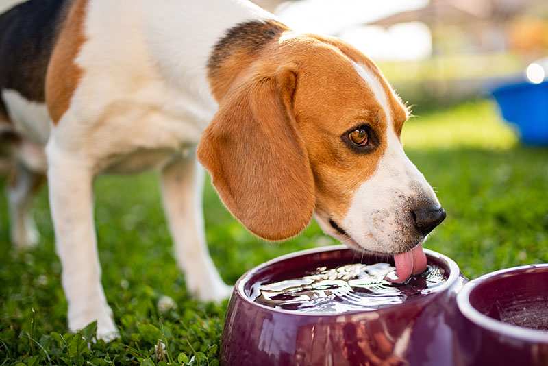 ASPCA Shares Essential Pet Safety Tips for Coping with Extreme Heat