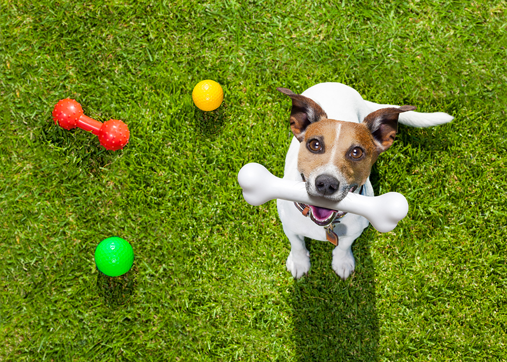 The Best Dog Parks in Katy: Where to Take Your Pup This Spring for Outdoor Play