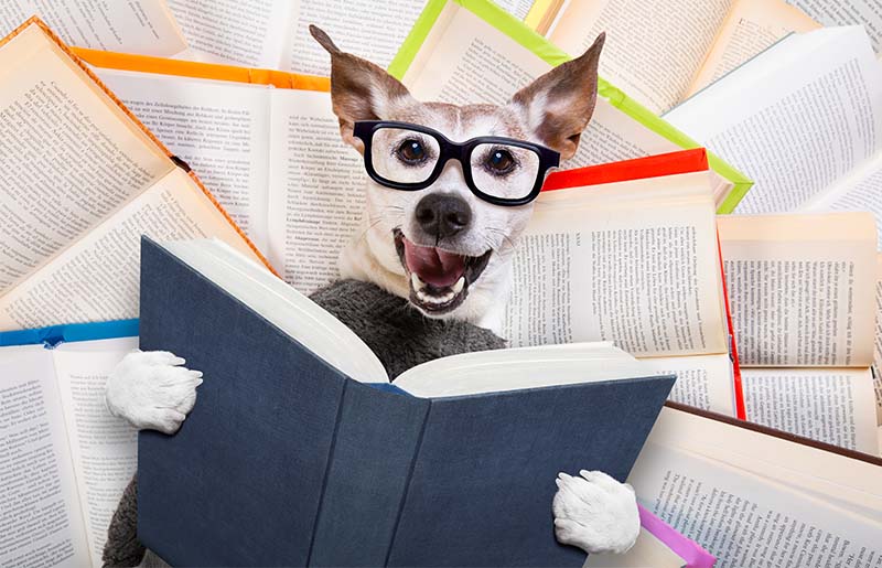 November Programs at Bob Lutts Fulshear/Simonton Branch Library