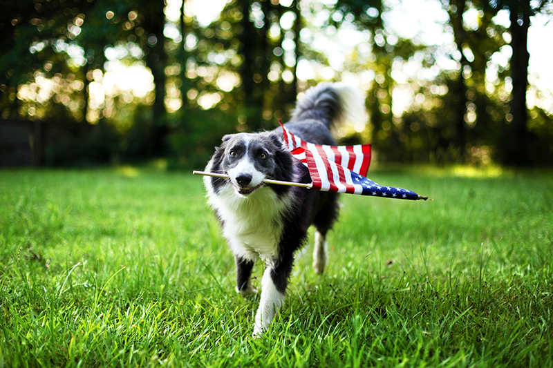 Celebrate Memorial Day Weekend with Food, Fun, and Pet Adoptions at BARC Animal Shelter in Houston