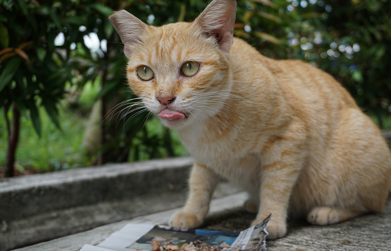 Trap-Neuter-Return: Empowering Communities to Humanely Manage Feral Cat Populations