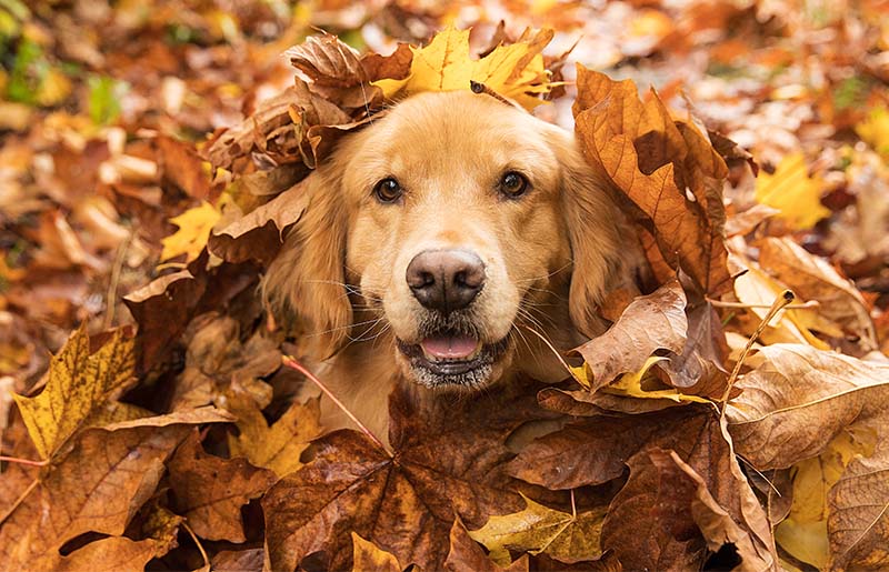 Wait! Don't Throw Away Those Fallen Leaves!