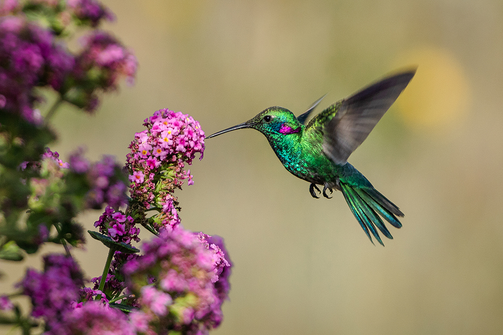 Fall Hummingbird Migration Has Begun in Sydney Harbour: How to Spot, Support, and Enjoy These Tiny Travelers