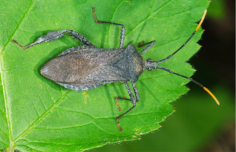 Kissing Bugs: When a Kiss Isn't Just a Kiss