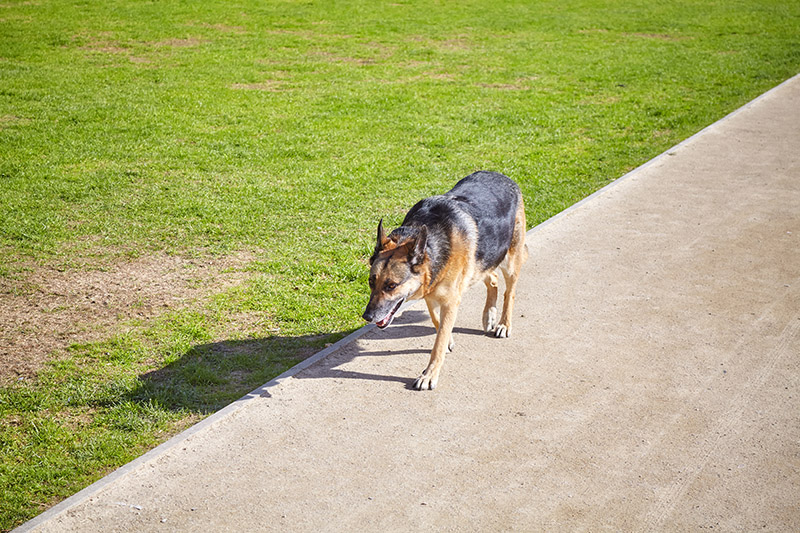 Stray Dogs in Lakemont