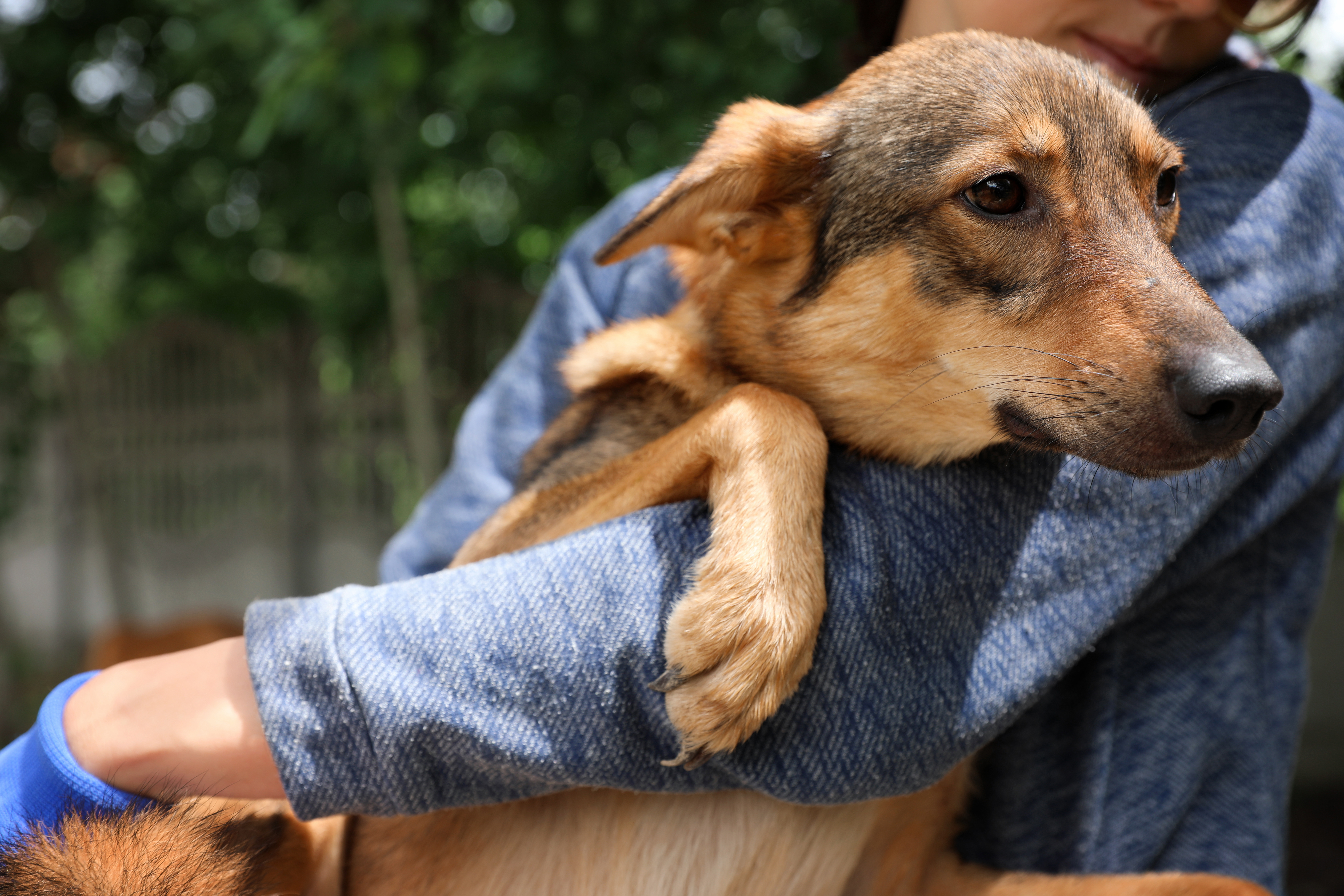 What to Do if You Find a Lost Pet in Barton Creek Ranch