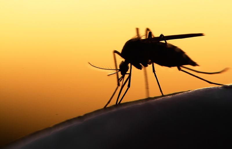 First 2024 West Nile Virus Case Detected in Fort Bend County, Prompting Immediate Response and Safety Measures