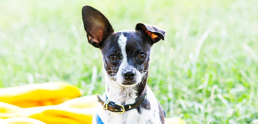 ASPCA Hot Weather Safety Tips for Pets