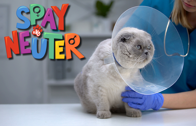 Harris County Pets to Offer $25 Spay/Neuter Special Package to Pet Owners in Unincorporated Harris County in FebruaryÂ