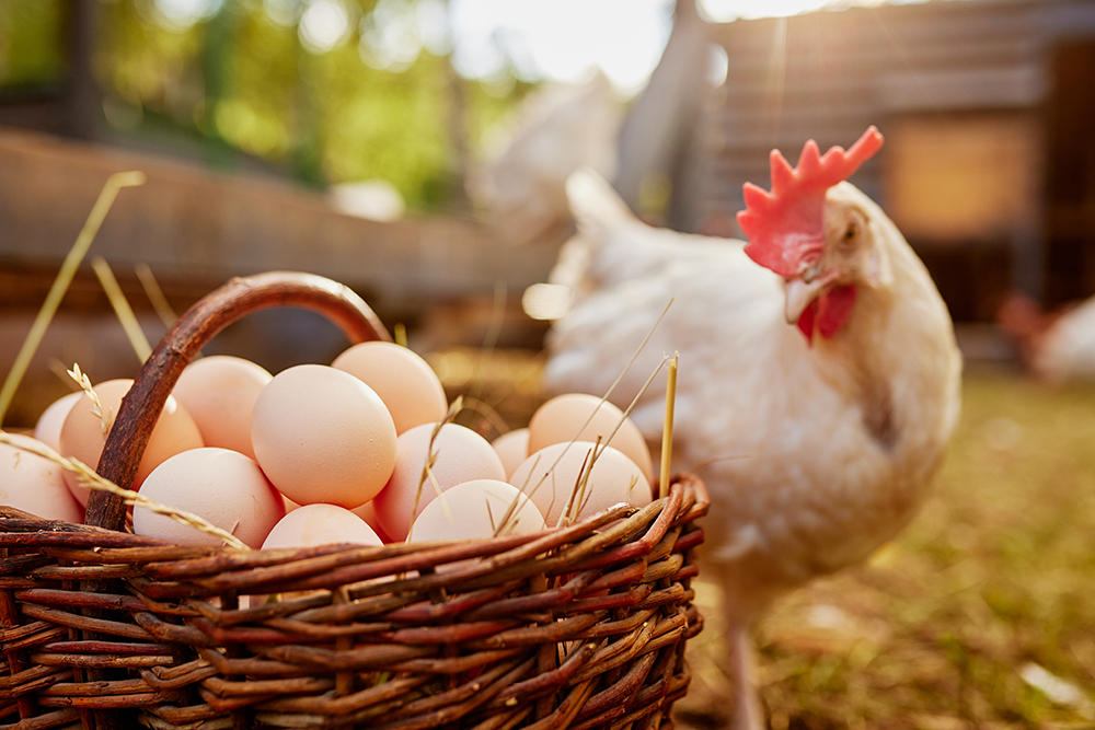 How Texas House Bill 2013 Could Redefine HOA Rules on Backyard Chickens