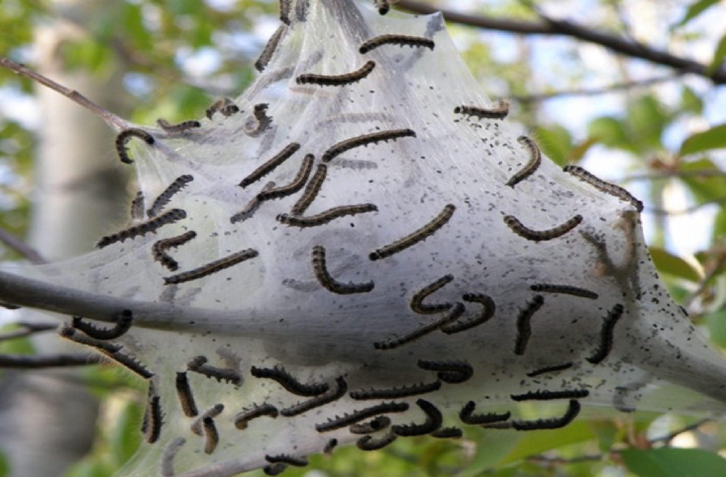 Falcon Ranch Advises Web Worm Treatment Ideas to Combat Infestation