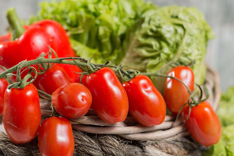 Growing Tomatoes as a Fall Vegetable Crop