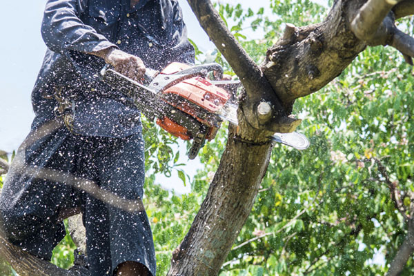 Why Governors Place Residents Should Prioritize Tree Trimming