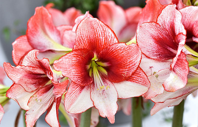 February Gardening Tasks for Harris County Residents: Expert Tips from the Harris County Master Gardeners