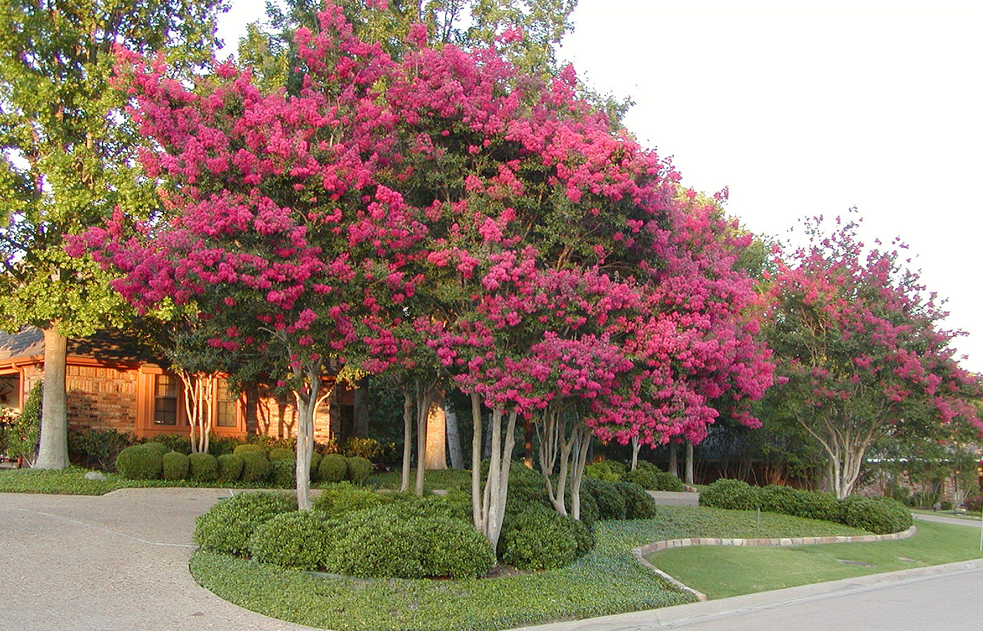 Crape Myrtle Pruning