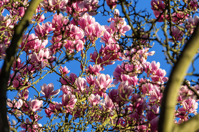 Perennial Freeze and Drought Resistant Plants with Seasonal Blooms for the Harris County Landscape