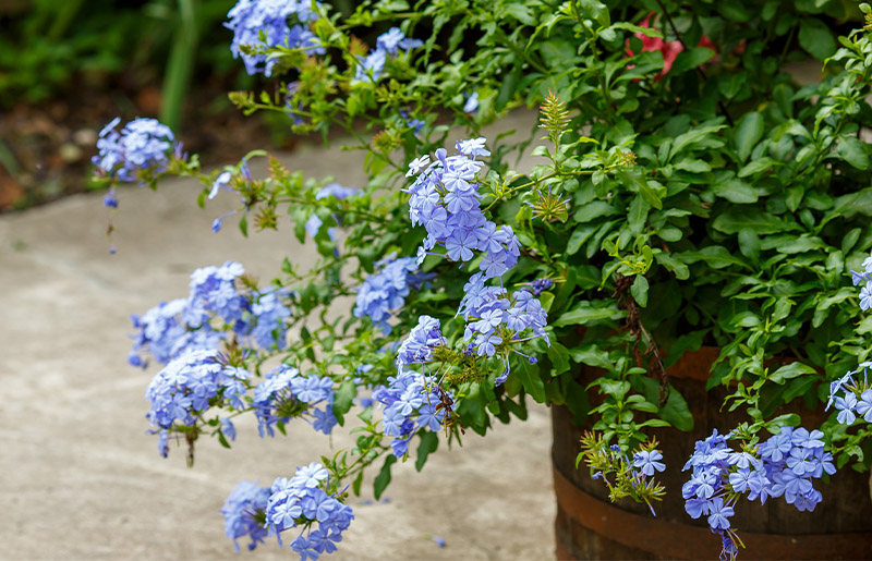 Paint the Town Sky Flower Blue with Plumbago Auriculata