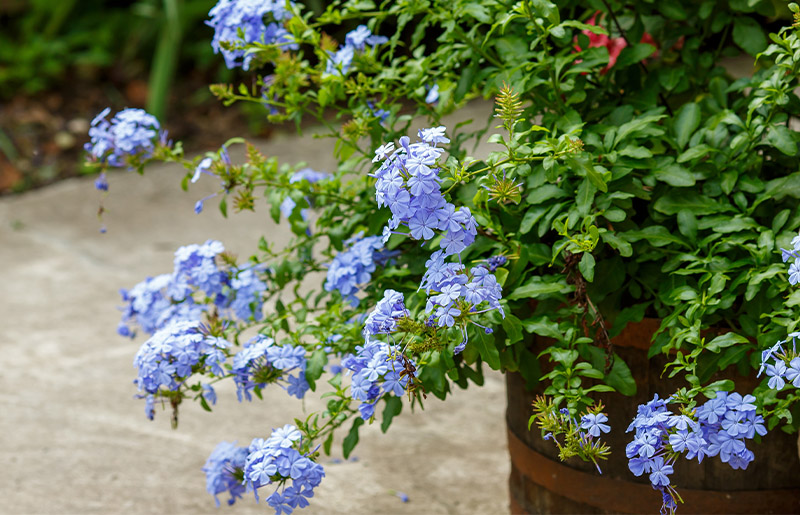 Paint the Town Sky Flower Blue withÂ Plumbago Auriculata