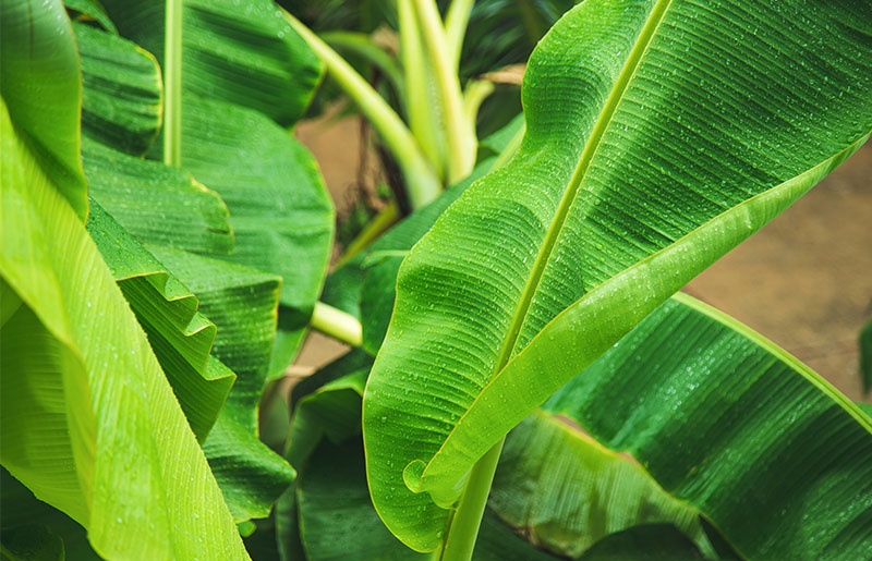 Bananas in Fort Bend County