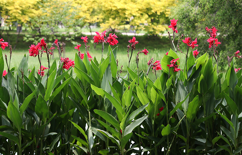 Harris County Master Gardener Offers Gardening Advice for February