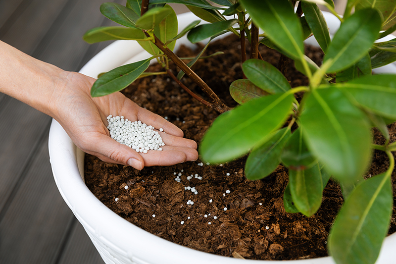 Harris County Master Gardener Shares Top Gardening Tips for March