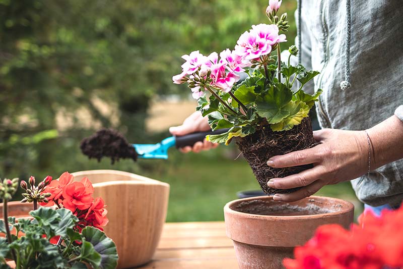 Hearthstone Garden Club Spring Plant Sale