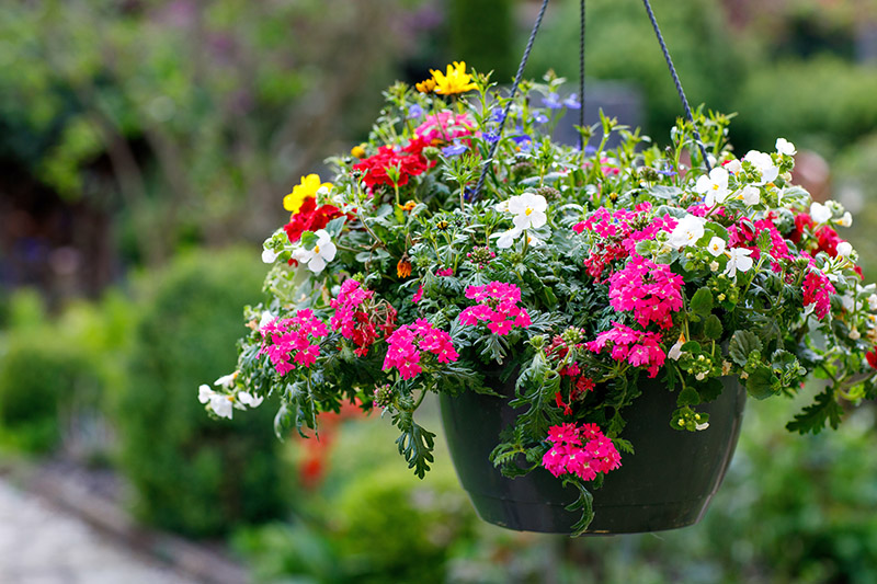 Hearthstone Garden Club Spring Plant Sale at Bob Allen Park on March 22, 2025