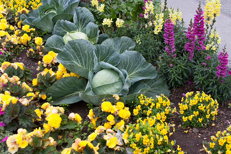 Fort Bend County Master Gardeners Share January Gardening Tips