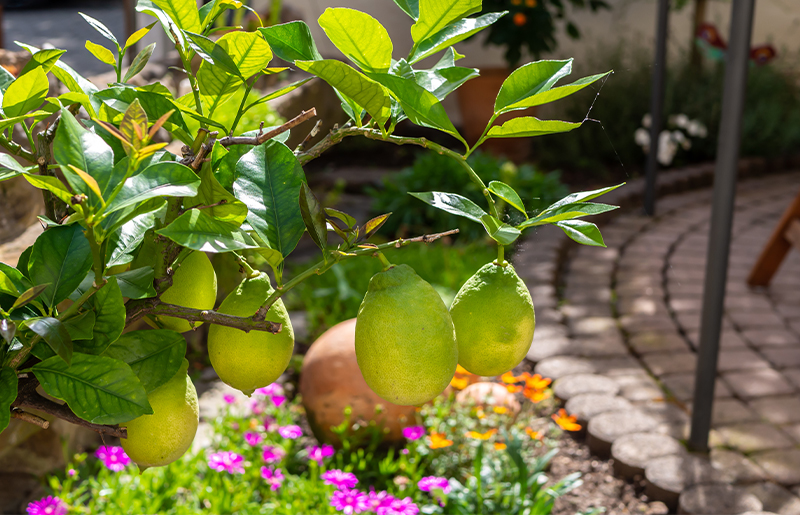 Kickstart 2024 with Free Fruit Trees Class Hosted by Fort Bend County Master Gardeners