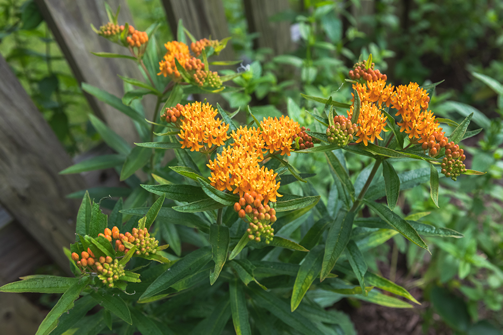 Backyard Biodiversity: How Cypress Residents Are Helping Pollinators Thrive—One Garden at a Time