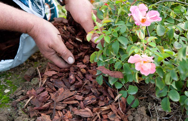 Taylor High School Band to Host Mulch Fundraiser