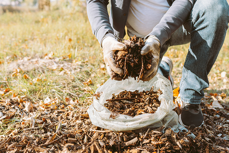 Harris County Master Gardener Offers Expert Tips for December Gardening