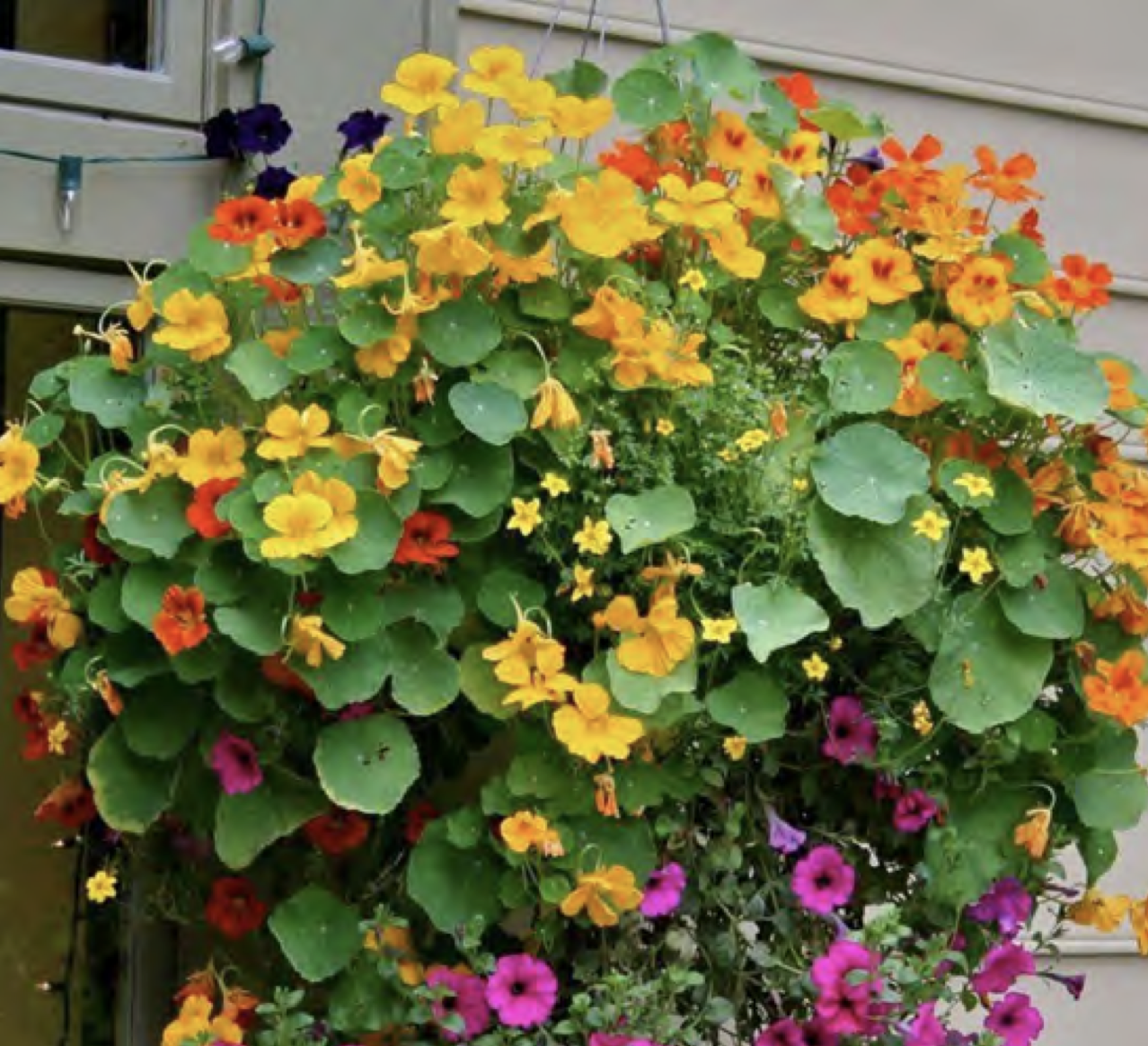 Plant of the Month: Nasturtium